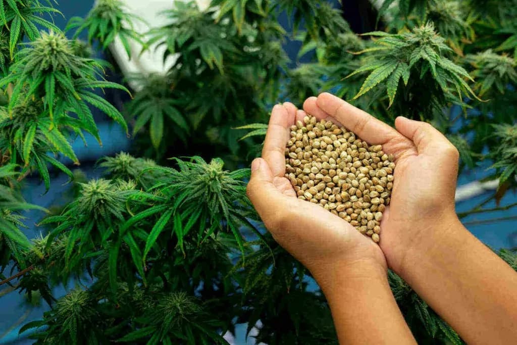 Der rechtliche Status von Cannabis Samen in Europa