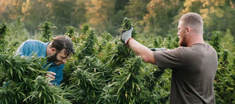 Cannabis Samen und Suchterholung: Eine komplexe Beziehung