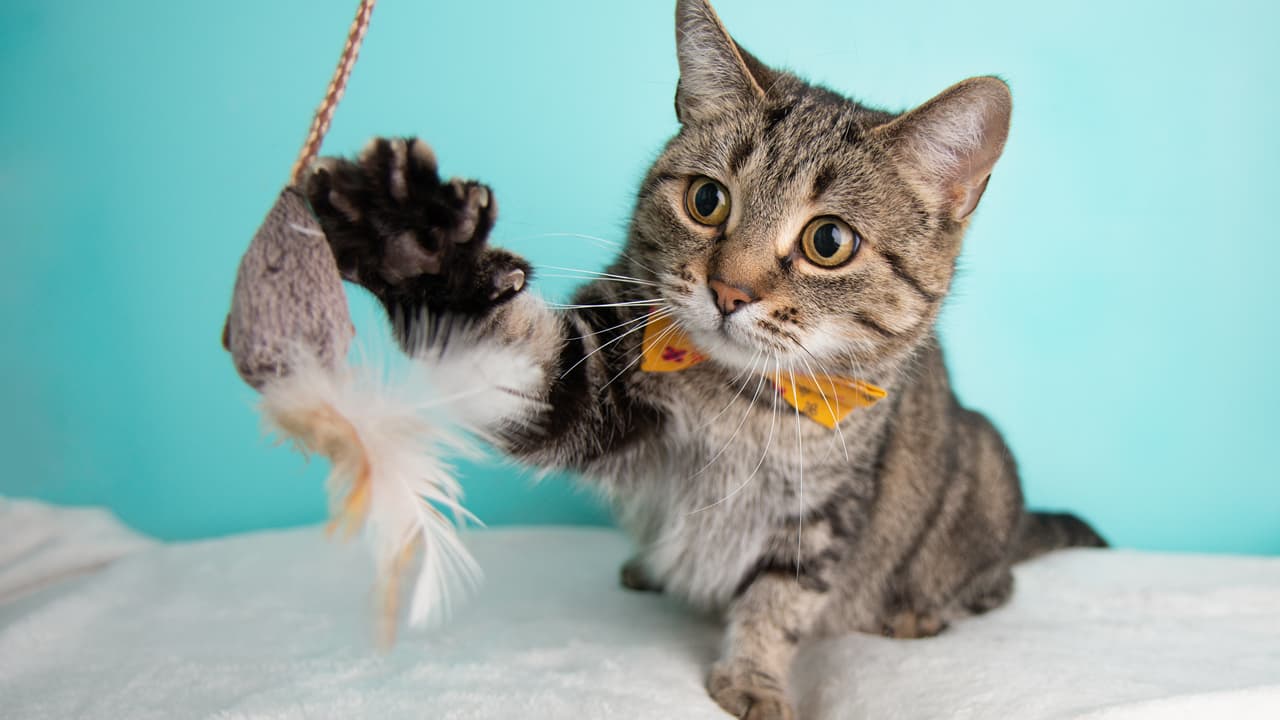 Kratzbaum Deluxe: Stilvolles Design für glückliche Katzen