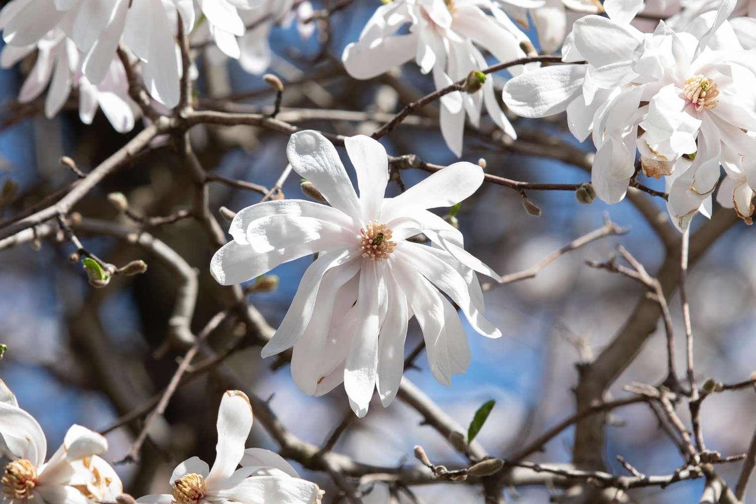 Blühende Bäume kaufen: Die besten Sorten für eine erfolgreiche Gartengestaltung