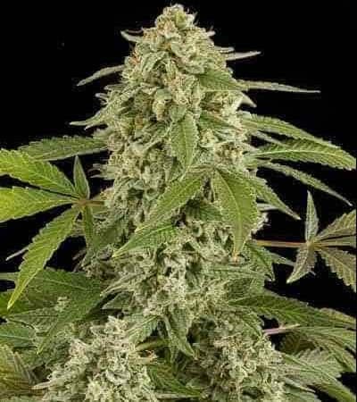 Was macht Rhino Cannabis Samen so besonders?