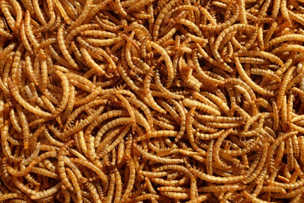 Mehlwürmer im Garten: Tipps für die umweltfreundliche Schädlingsbekämpfung mit Mehlwürmern